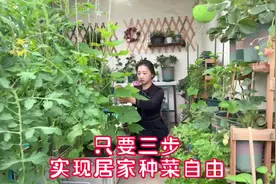 三步搞定居家种菜，轻松畅享宅家蔬菜自由#家庭种植 #在家种菜视频封面