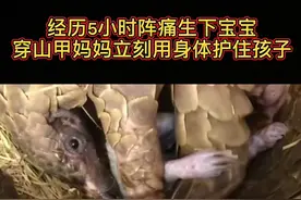 很多猎杀案中，都能看到穿山甲妈妈蜷身保护孩子。那些人怎么下得了口？#广东禁止以家畜家禽名义食用野生动物 视频封面