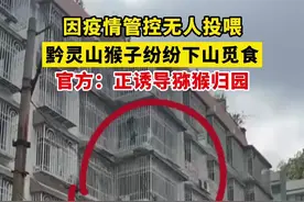 9月4日，贵州贵阳。因疫情管控黔灵山猴子纷纷下山觅食，云岩区自然资源局称正采取积极措施诱导猕猴归园。视频封面