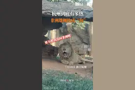 #非洲狮子热成狗，杭州的热你感受到了吗？