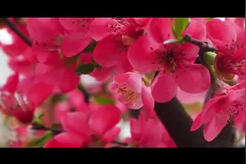 #甜蜜内江 花萼湿地公园：海棠花开红艳艳视频封面
