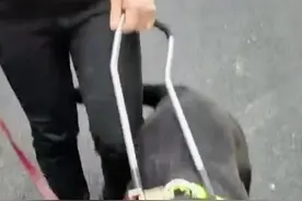 湖南怀化，导盲犬退役即将离开，视障主人不舍，伤心痛哭。视频封面