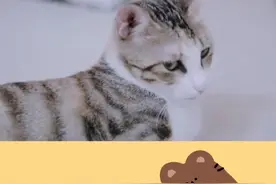 猫咪换牙期注意不要吃太硬的猫粮#流浪猫 #vlog日常