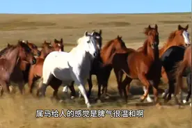 民间传说，从出生时间就决定了你的脾气性格，什么属相就是什么命视频封面