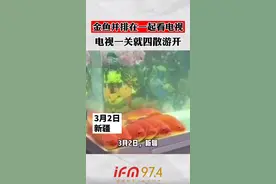 这鱼成精了！金鱼并排聚在一起看电视，电视一关就四散游开。视频封面