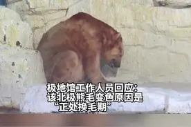 极地馆北极熊被热变色？园方：正常现象 它有两层毛视频封面