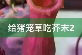 给猪笼草吃芥末2，消化液居然要满出来了，怎么回事？#猪笼草 @DOU+小助手视频封面