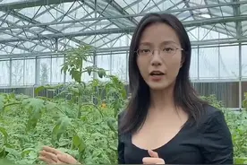 钾肥有膨果的作用，但是过量钾肥会使土壤发红（红苔）坐不住果，还会导致膨果停滞。#农业合作社视频封面