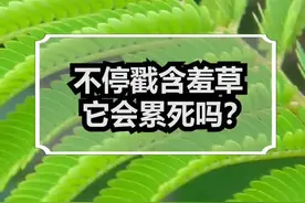 不停戳含羞草，它会累死吗？#科普 #冷知识 #涨知识 #含羞草#一定要看到最后 #神奇动物在抖音 @抖音短视频 @DOU+小助手 