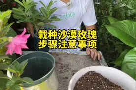 栽种沙漠玫瑰，栽种方法步骤和注意事项，沙漠玫瑰懒人花卉，喜阳视频封面
