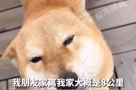 4月29日，哈尔滨。主人因哮喘住院将狗狗送朋友领养，结果1月后狗狗凭借记忆偷跑8公里回家#感动 #狗狗 视频封面