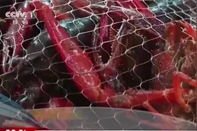 小龙虾里面到底有没有寄生虫呢？现场实验检测，结果却让人意外视频封面