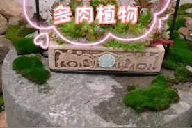 千万别再花冤枉钱高价买颗粒土了，用煤渣种植多肉植物，简单易成活关键零成本！赶紧转发给养肉肉的朋友吧#多肉视频封面