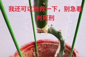 除草的时候伤到了仙人掌，仙人掌伤口感染腐烂，把腐烂的去掉的状态 #感谢抖音 #感谢官方 #我要上热门 @抖音小视频封面
