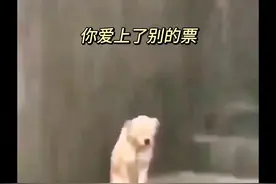 散hu大战游资zi，主力是真的狗#股市 #理财 #财经 #期视频封面