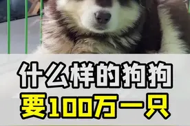 什么样的狗狗要100万一只？#狗狗 #傻狗的日常 #狗是人类最忠诚的朋友 #修狗 #萌宠 #王思聪 视频封面