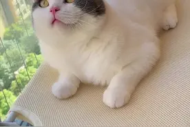 这炊饼怎么卖？#萌宠好物 #阿福是只橘猫视频封面