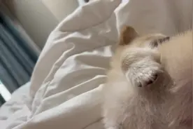 小狗🐶入睡能有多快#萌宠出道计划