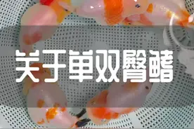 #养鱼日记 #兰寿金鱼 #潘氏金鱼 #兰寿观赏鱼 #观赏鱼 #养鱼姑娘 #金鱼 关于金鱼单双臀鳍#养鱼养心 #潘氏兰寿 #鱼 #养鱼人 #生活vlog #水族 #兰寿 #萌宠 #鱼🐠