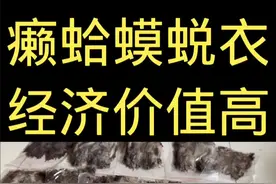 癞蛤蟆蜕衣经济价值高#癞蛤蟆 #三农 #养殖 #农村视频封面
