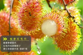 保亭“果王”——红毛丹#海南保亭