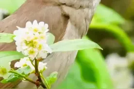 夜莺诗一般的叫声，真是好听又放松！#探纪自然