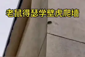 #惊不惊喜意不意外 #抓拍精彩瞬间 这老鼠学壁虎，结局很是意外视频封面