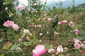 上林特种玫瑰花气味特别芳香 还能美容养颜不是一般玫瑰花视频封面