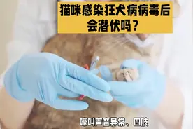 猫咪感染狂犬病病毒后会潜伏吗？能根治吗？#科学养宠攻略视频封面
