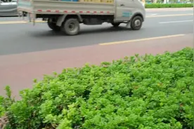 #珠海公交 #银隆新能源公交车 #我要上热门  #流量 #希望能火视频封面