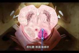 石斛品种#中医药文化 #铁皮石斛视频封面