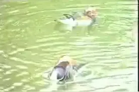 #宁乡正调#老母娘请上来受儿一拜