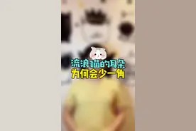 为什么有的流浪猫的耳朵会缺了一角？其实这是对流浪猫的一种保护行为@抖音短视频 #流浪猫 #萌宠 #猫咪视频封面