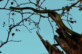 看看狗是怎么抓蛇的