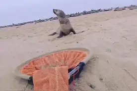 【塑战速决】救助被塑料绳缠住脖子的小海狮#拒绝塑料垃圾#海洋垃圾#塑料污染#保护海洋动物#保护海洋环境视频封面