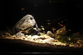 60原生缸，鹅卵石布景，把大自然搬进家。#原生缸