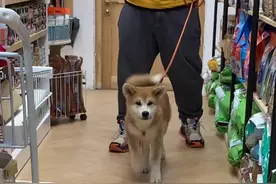 今天翻新一只秋田宝宝，萌的能把你的心融化#宠物洗护 #秦皇岛小魔怪宠物会馆 #秦皇岛宠物店视频封面
