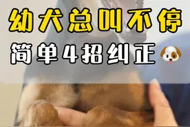 狗狗晚上总是叫个不停怎么办？教你简单3招纠正它！#科学养宠攻略 #宠物知识 #训犬 @DOU+小助手