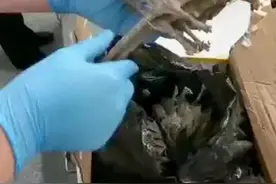 蛤蚧是啥？这两字怎么读？9月17日，泉州海关在空港旅客入境渠道截获国家二级保护动物蛤蚧干1.663公斤。视频封面