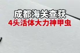 记者14日从成都海关获悉，该关所属成都邮局海关查获4头活体甲虫，经鉴定为长戟犀金龟，包括雌雄各两头，其中最大的一头身长175毫米。视频封面