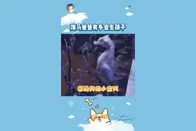 #海马 海马爸爸真的是男德标兵呀#娱乐评论大赏 #搞笑 #搞笑视频