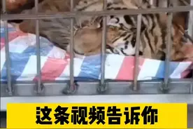 请拿稳手机观看！近距离看野生东北虎多凶猛#猛虎进村视频封面