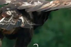 可怜的小羊碰到了金雕，即使身处山上也难逃雕口#高清60帧 @DOU+小助手