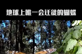 地球上唯一会迁徙的蝴蝶@抖音自然 #抖音动物图鉴 #涨知识 #科普 #帝王蝶 #动物 视频封面