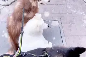 挑战全网第一个敢养#雪橇三傻 的女铲💩官#萌宠成精了 #vlog萌宠日常 #铲屎官和他的主人 @沙雕养宠日记