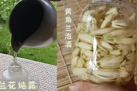 黄角兰泡酒，驱蚊止痒；纯露，养颜护肤
#古琴 #黄角兰 #白兰花视频封面