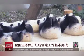 大熊猫受威胁程度降级  外交部：这无疑是个好消息