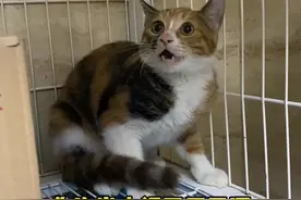 三号楼要被正式逐出师门了视频封面