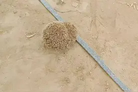 #万物皆有灵性 应大家要求，我已把刺猬大哥身上的蜱虫除去，这下粉丝们可放心了吧。视频封面