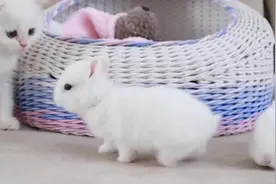 小奶猫第一次见到兔子，吓得嘴都歪了，这也太可爱了吧视频封面